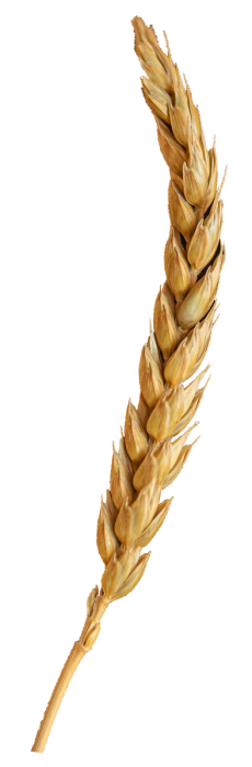 spiga-di-grano-antico-fabbrica-milano
